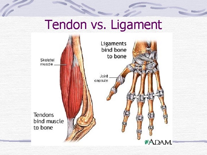 Tendon vs. Ligament 