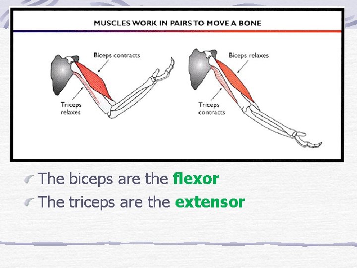 The biceps are the flexor The triceps are the extensor 