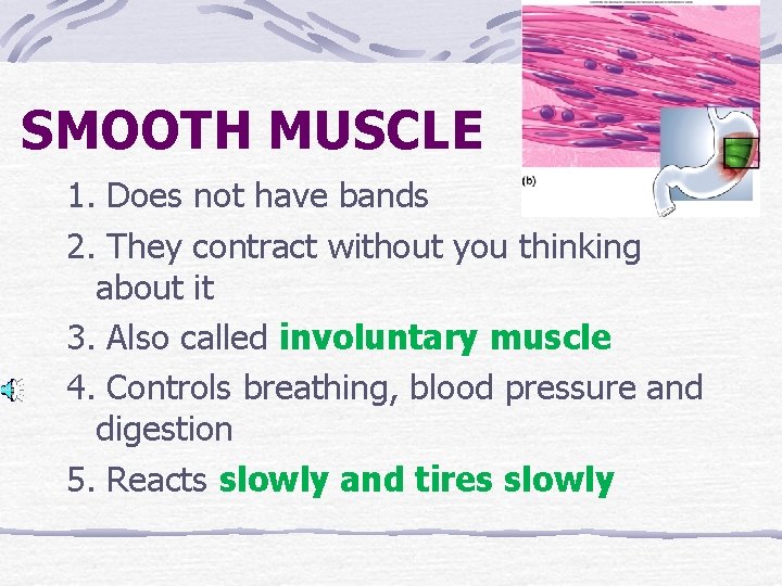 SMOOTH MUSCLE 1. Does not have bands 2. They contract without you thinking about