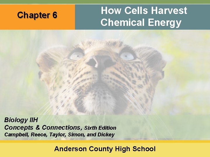 Chapter 6 How Cells Harvest Chemical Energy Biology IIH Concepts & Connections, Sixth Edition