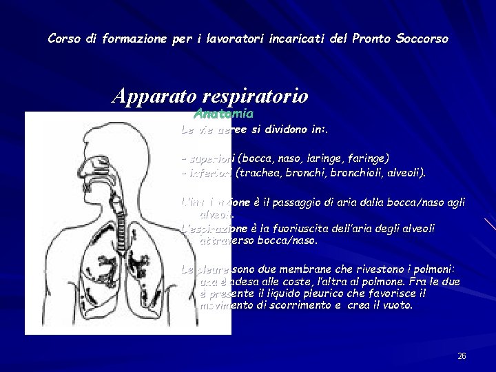 Corso di formazione per i lavoratori incaricati del Pronto Soccorso Apparato respiratorio Anatomia Le