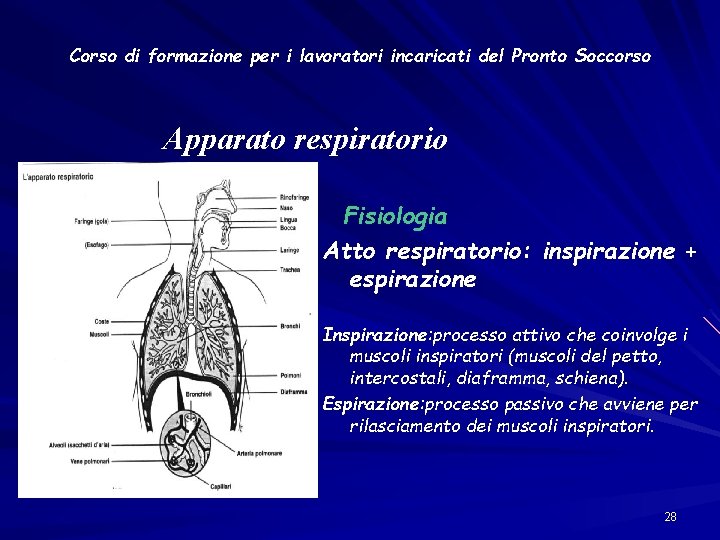 Corso di formazione per i lavoratori incaricati del Pronto Soccorso Apparato respiratorio Fisiologia Atto