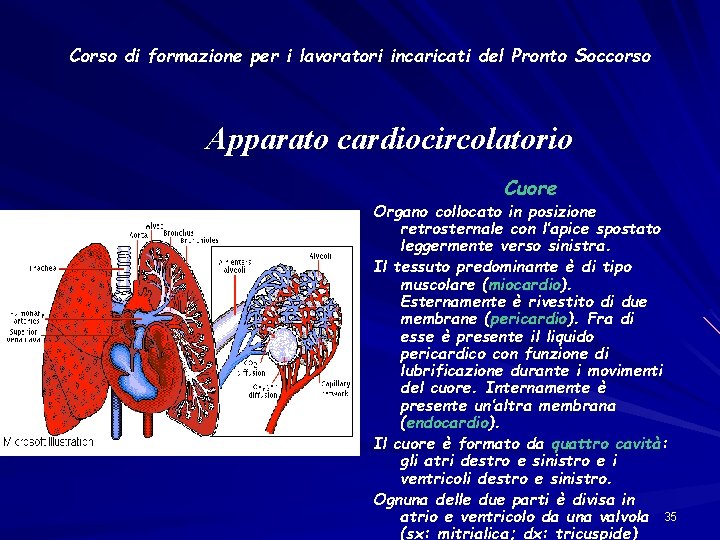 Corso di formazione per i lavoratori incaricati del Pronto Soccorso Apparato cardiocircolatorio Cuore Organo