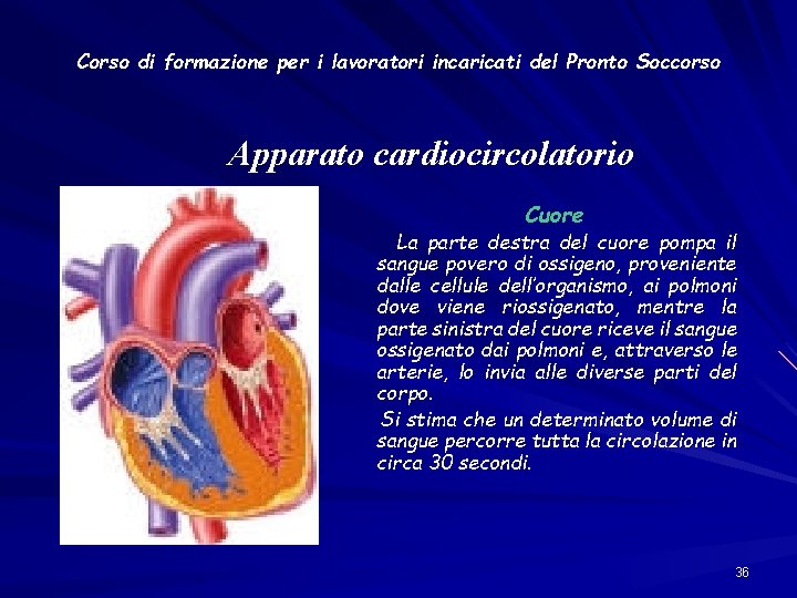 Corso di formazione per i lavoratori incaricati del Pronto Soccorso Apparato cardiocircolatorio Cuore La