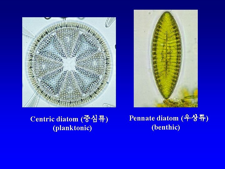 Centric diatom (중심류) (planktonic) Pennate diatom (우상류) (benthic) 