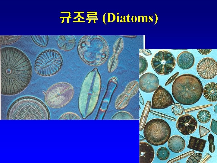 규조류 (Diatoms) 