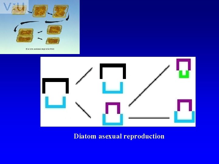 Diatom asexual reproduction 