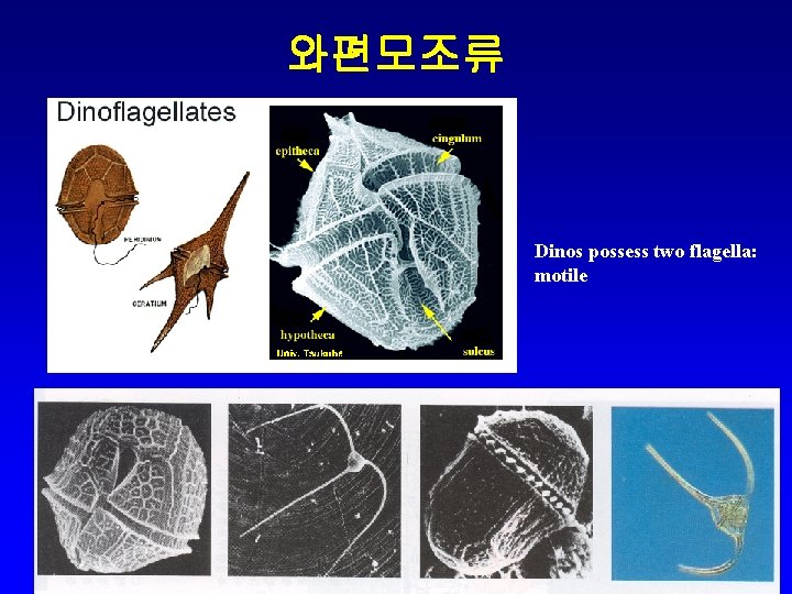 와편모조류 Dinos possess two flagella: motile 