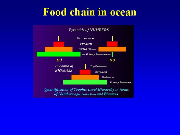 Food chain in ocean 