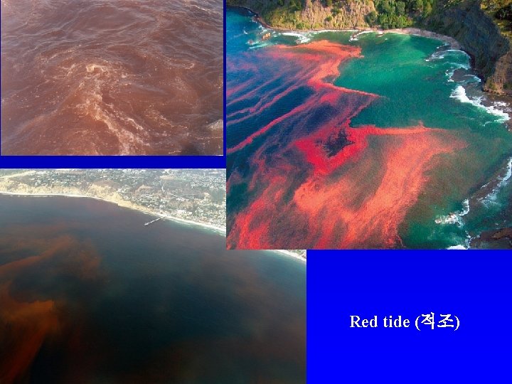 Red tide (적조) 