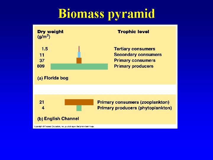 Biomass pyramid 