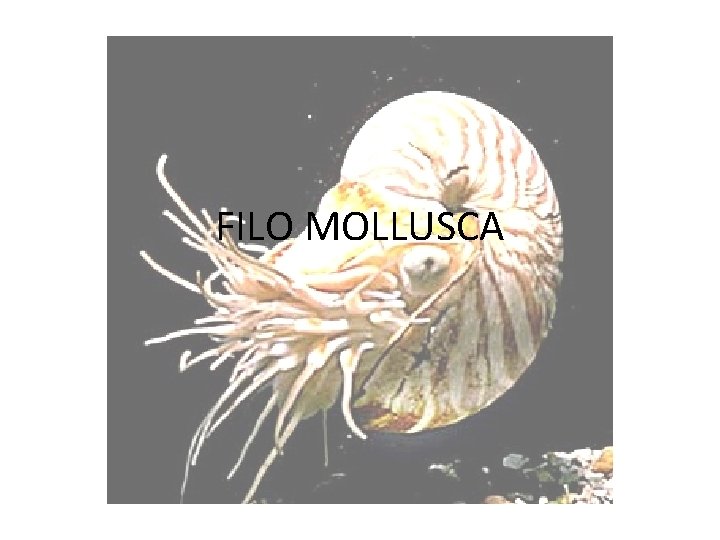 FILO MOLLUSCA 
