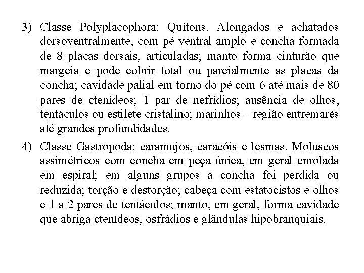 3) Classe Polyplacophora: Quítons. Alongados e achatados dorsoventralmente, com pé ventral amplo e concha