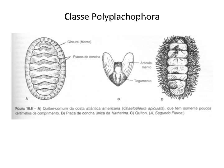 Classe Polyplachophora 