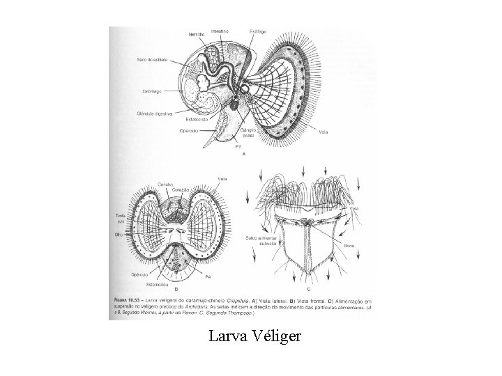 Larva Véliger 
