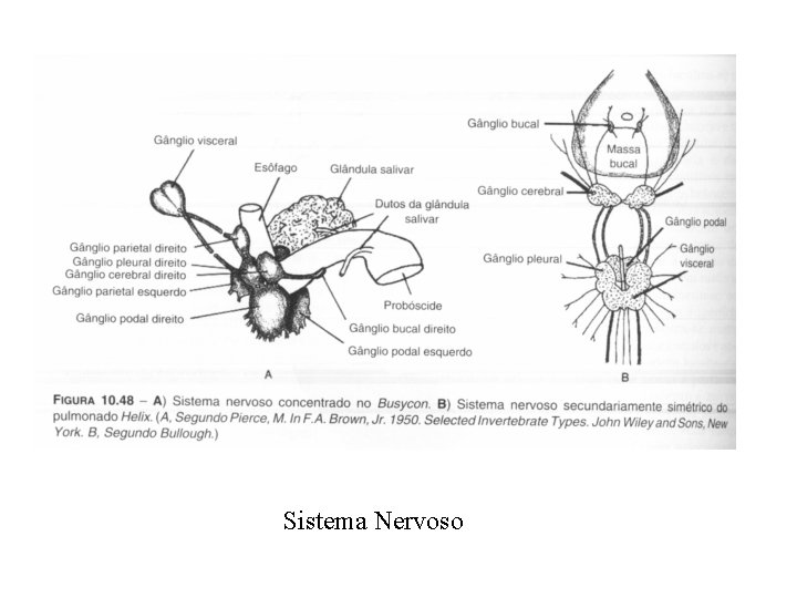 Sistema Nervoso 