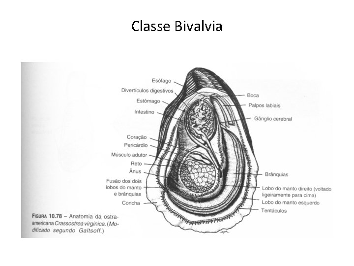 Classe Bivalvia 