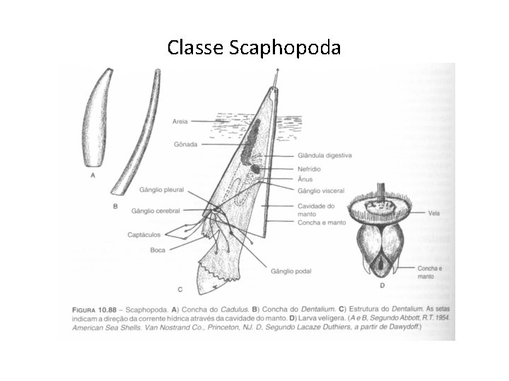 Classe Scaphopoda 