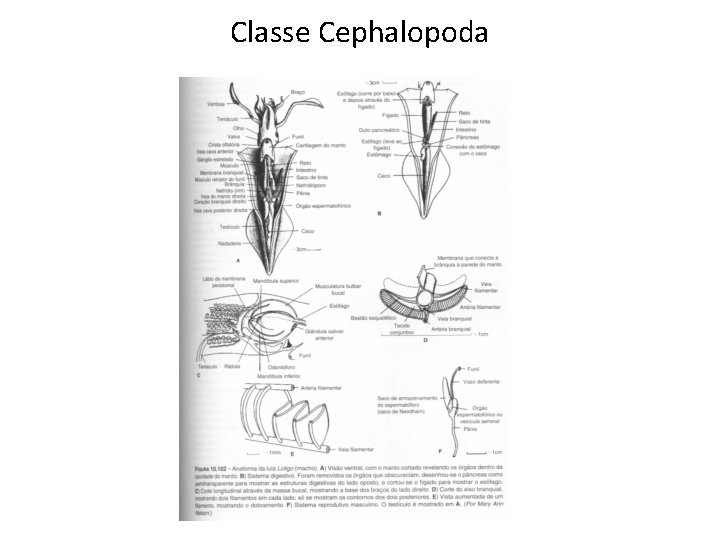Classe Cephalopoda 