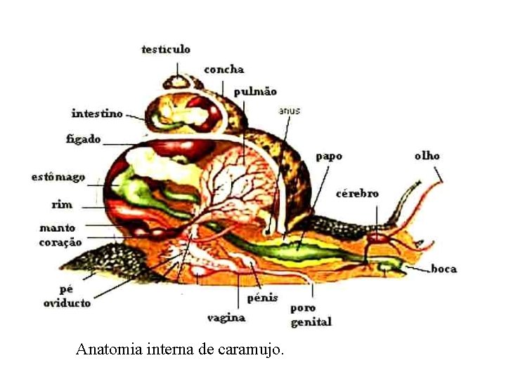 Anatomia interna de caramujo. 