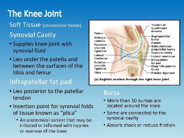 The Knee Joint Soft Tissue (connective tissue) Synovial Cavity • Supplies knee joint with