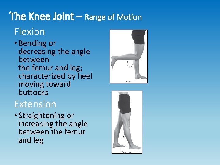 The Knee Joint – Range of Motion Flexion • Bending or decreasing the angle