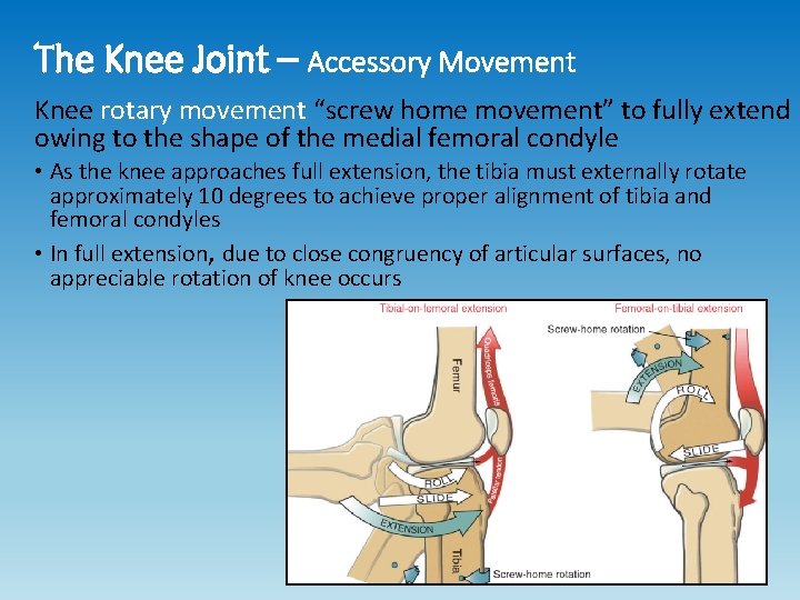 The Knee Joint – Accessory Movement Knee rotary movement “screw home movement” to fully