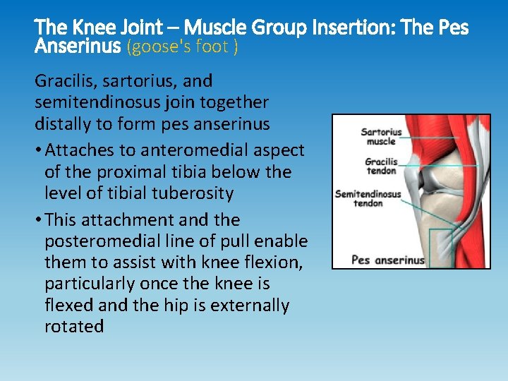 The Knee Joint – Muscle Group Insertion: The Pes Anserinus (goose's foot ) Gracilis,