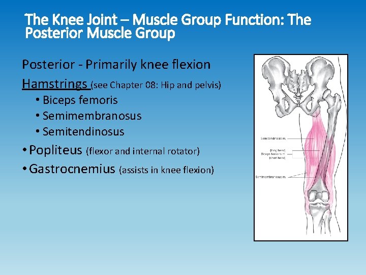 The Knee Joint – Muscle Group Function: The Posterior Muscle Group Posterior - Primarily