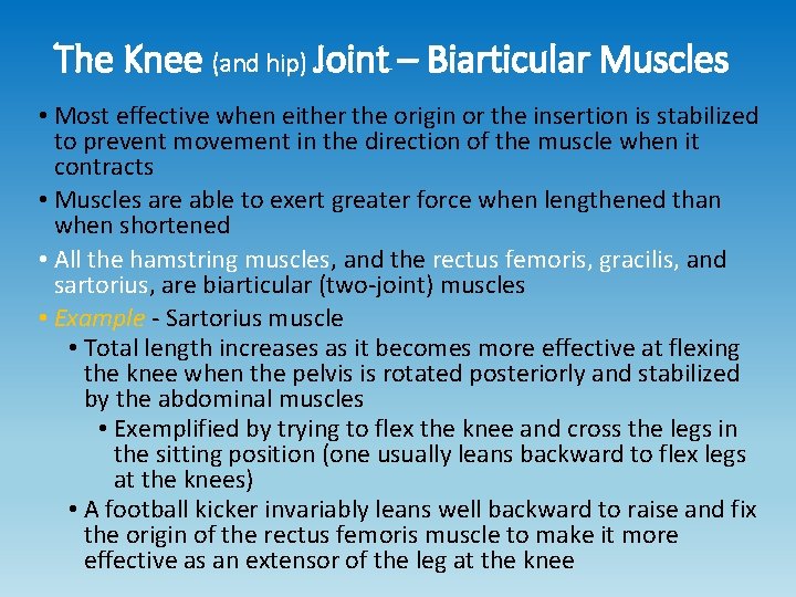 The Knee (and hip) Joint – Biarticular Muscles • Most effective when either the