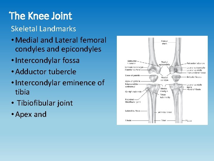 The Knee Joint Skeletal Landmarks • Medial and Lateral femoral condyles and epicondyles •