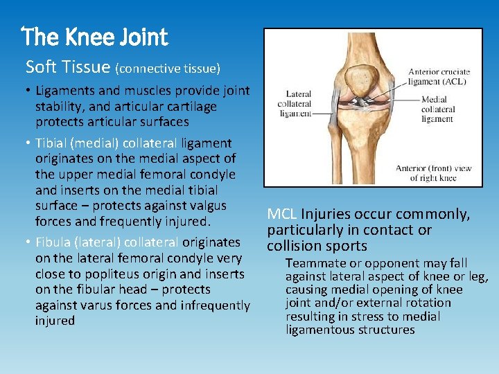 The Knee Joint Soft Tissue (connective tissue) • Ligaments and muscles provide joint stability,