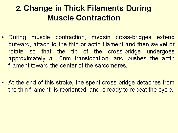 2. Change in Thick Filaments During Muscle Contraction • During muscle contraction, myosin cross-bridges