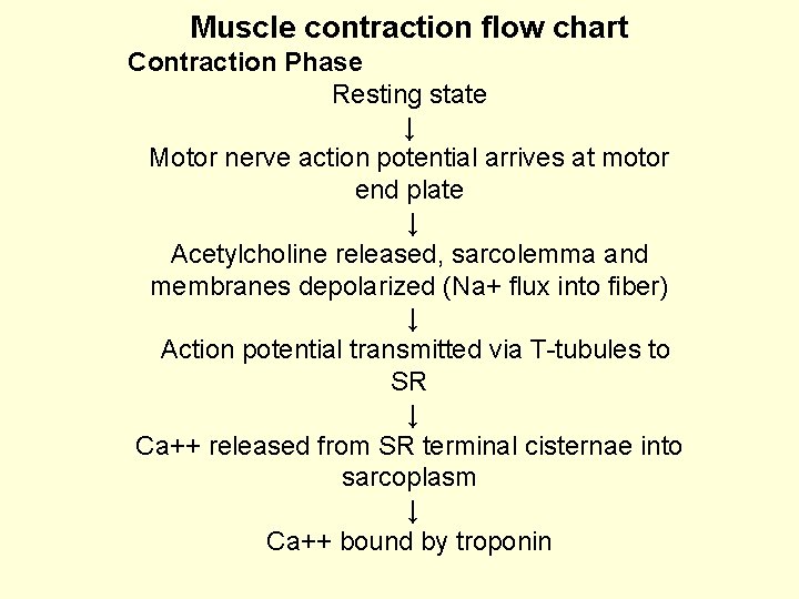 Muscle contraction flow chart Contraction Phase Resting state ↓ Motor nerve action potential arrives