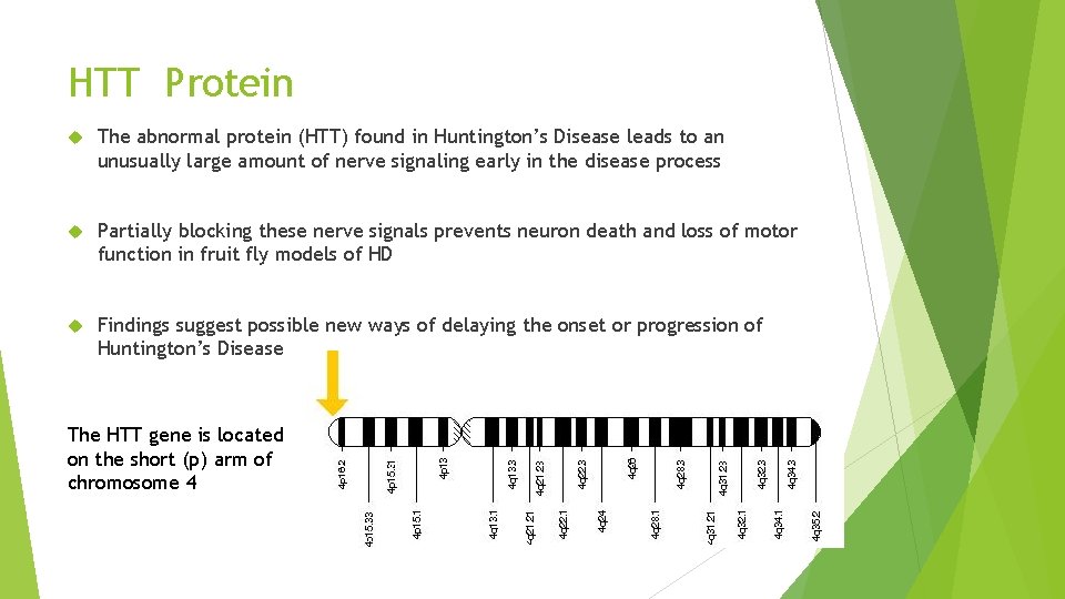 HTT Protein The abnormal protein (HTT) found in Huntington’s Disease leads to an unusually