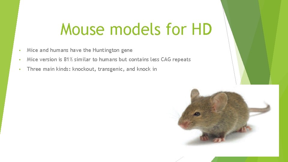 Mouse models for HD • Mice and humans have the Huntington gene • Mice