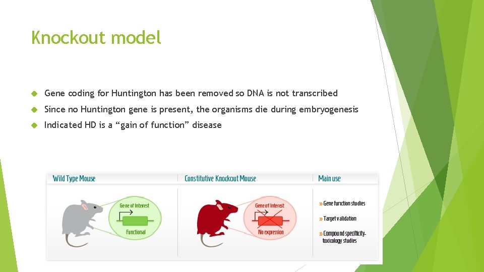 Knockout model Gene coding for Huntington has been removed so DNA is not transcribed