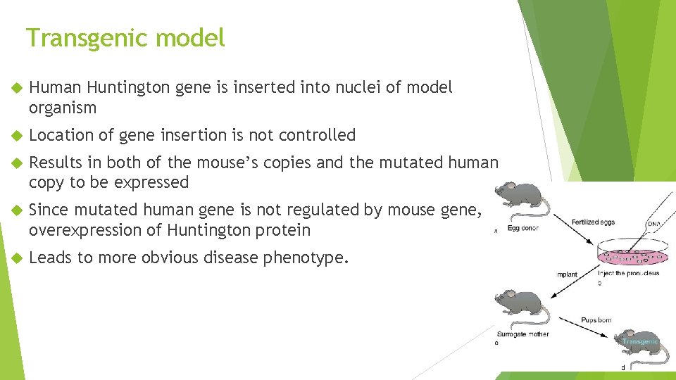 Transgenic model Human Huntington gene is inserted into nuclei of model organism Location of