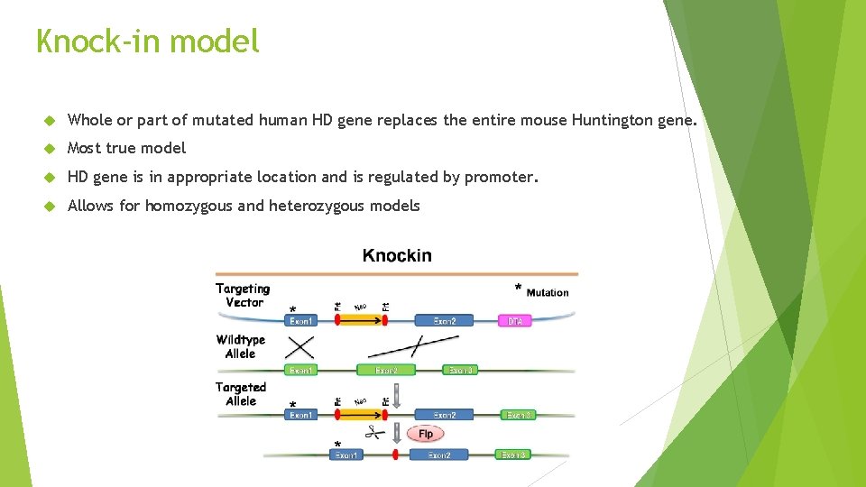 Knock-in model Whole or part of mutated human HD gene replaces the entire mouse