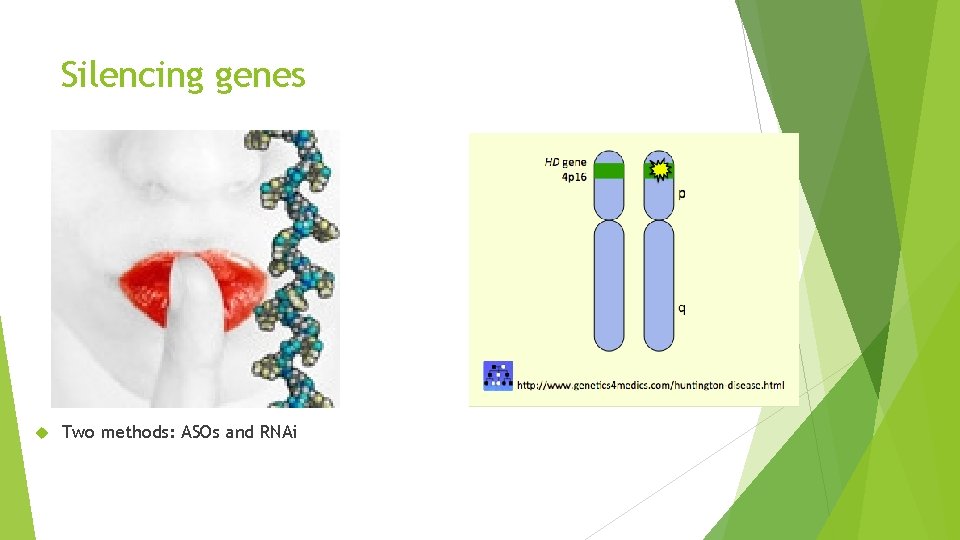 Silencing genes Two methods: ASOs and RNAi 