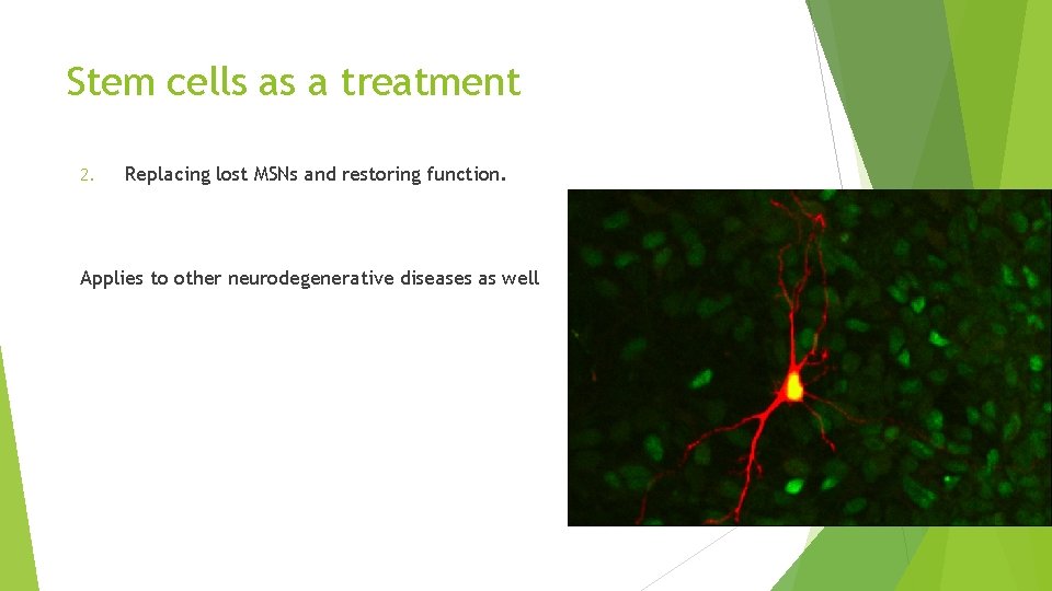 Stem cells as a treatment 2. Replacing lost MSNs and restoring function. Applies to