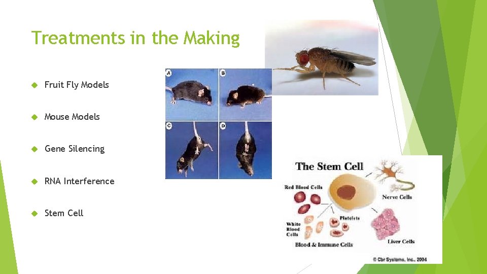 Treatments in the Making Fruit Fly Models Mouse Models Gene Silencing RNA Interference Stem