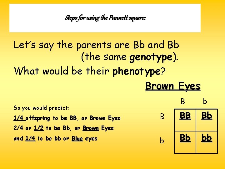 Steps for using the Punnett square: Let’s say the parents are Bb and Bb Steps for using the Punnett square: Let’s say the parents are Bb and Bb