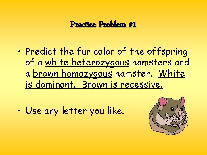 Practice Problem #1 • Predict the fur color of the offspring of a white Practice Problem #1 • Predict the fur color of the offspring of a white