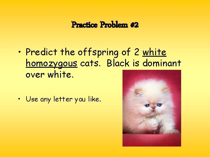 Practice Problem #2 • Predict the offspring of 2 white homozygous cats. Black is Practice Problem #2 • Predict the offspring of 2 white homozygous cats. Black is