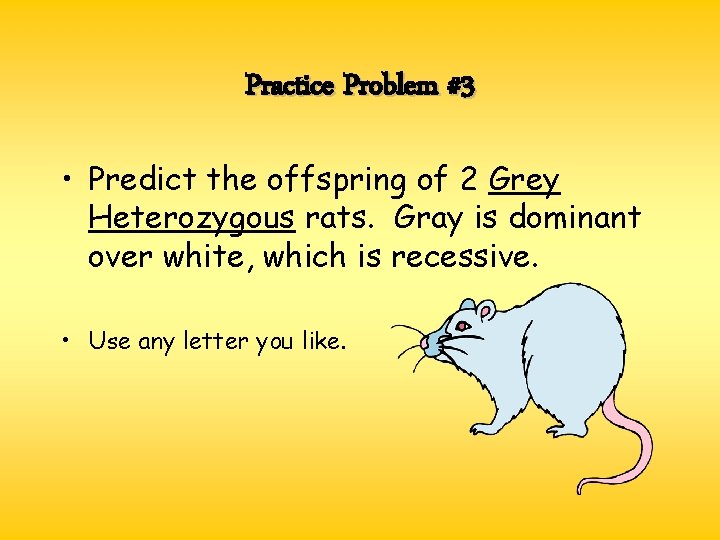 Practice Problem #3 • Predict the offspring of 2 Grey Heterozygous rats. Gray is Practice Problem #3 • Predict the offspring of 2 Grey Heterozygous rats. Gray is