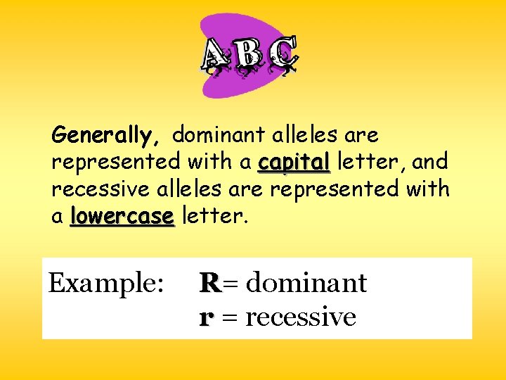 Generally, dominant alleles are represented with a capital letter, and recessive alleles are represented Generally, dominant alleles are represented with a capital letter, and recessive alleles are represented