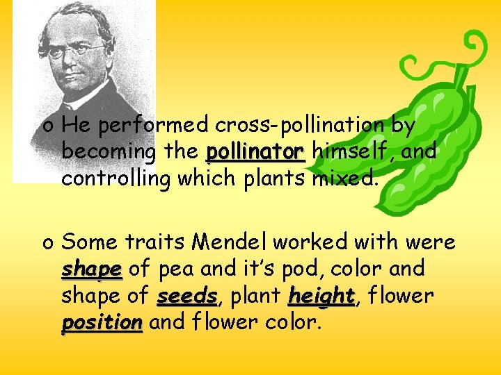 o He performed cross-pollination by becoming the pollinator himself, and controlling which plants mixed. o He performed cross-pollination by becoming the pollinator himself, and controlling which plants mixed.