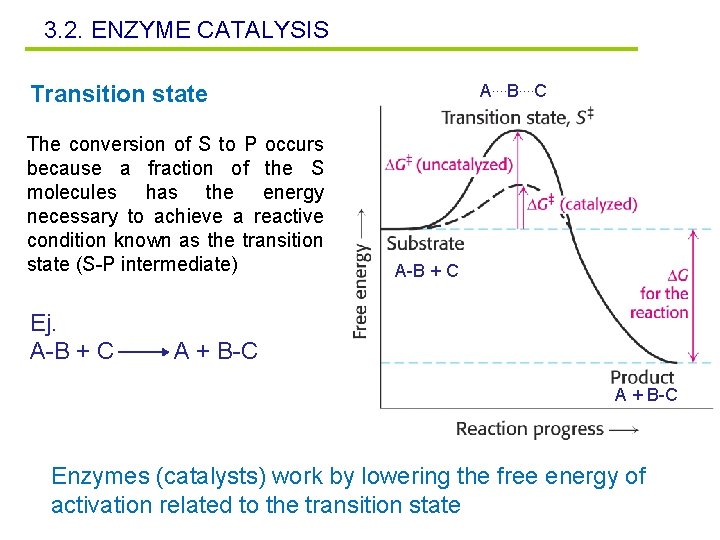 3. 2. ENZYME CATALYSIS Transition state The conversion of S to P occurs because