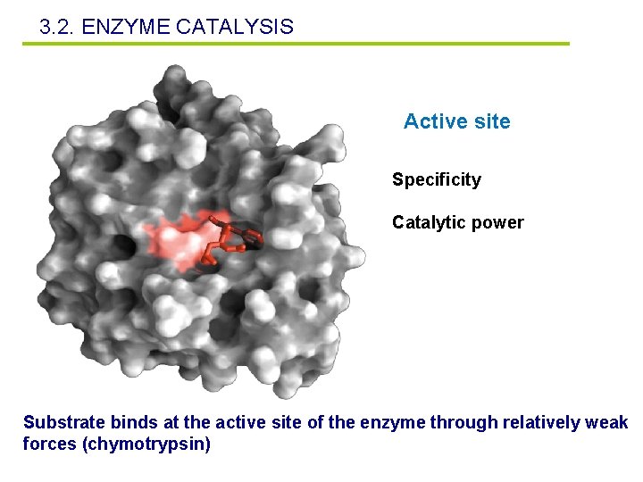 3. 2. ENZYME CATALYSIS Active site Specificity Catalytic power Substrate binds at the active